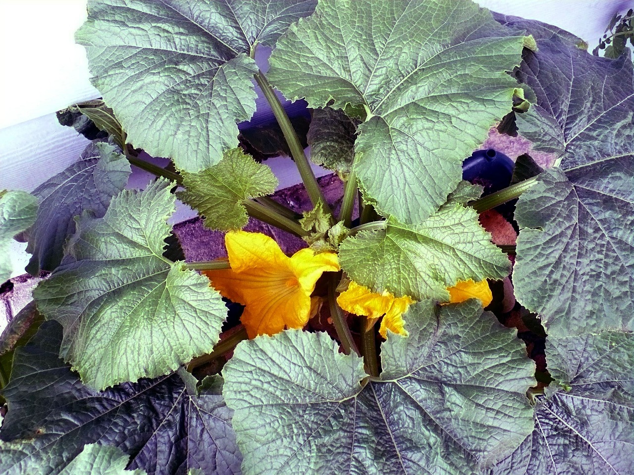 squash garden vegetable free photo