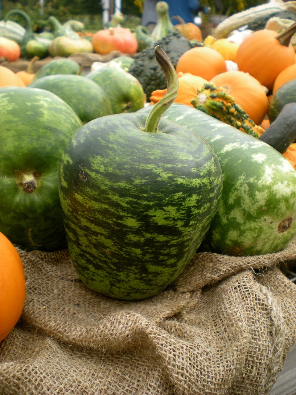 squash vegetables food free photo