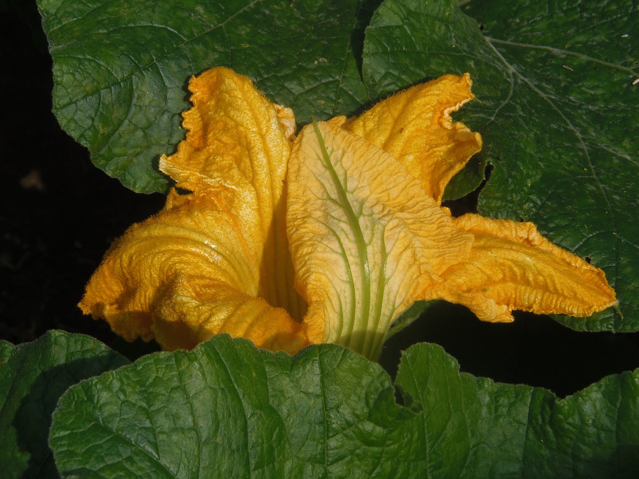 squash blossom yellow field free photo