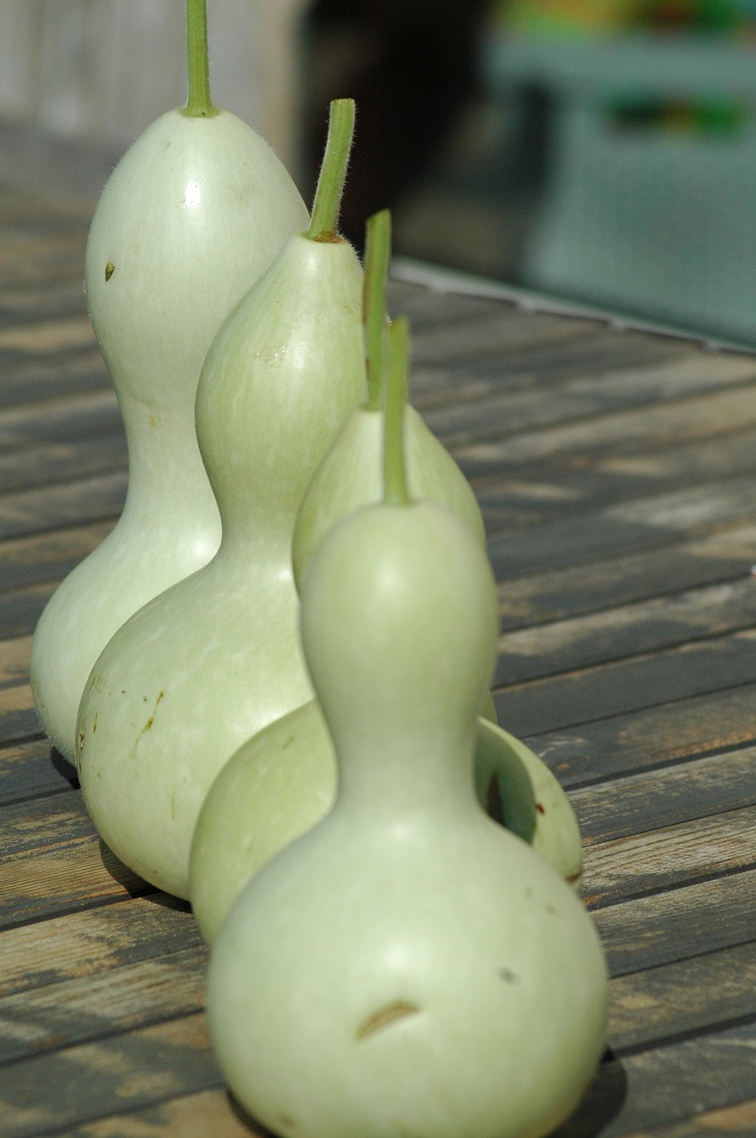 squash bottle  green  yard free photo