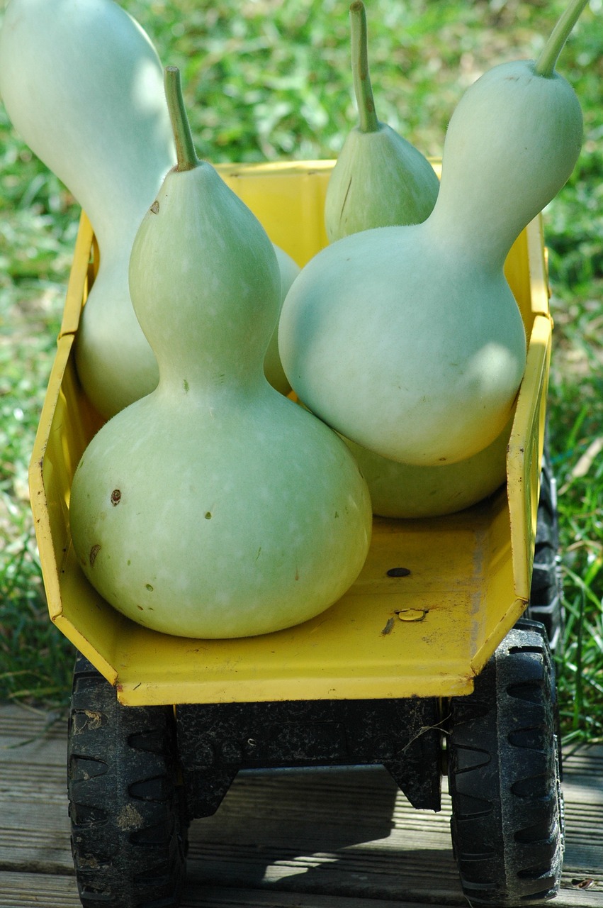 squash bottle  green  yard free photo