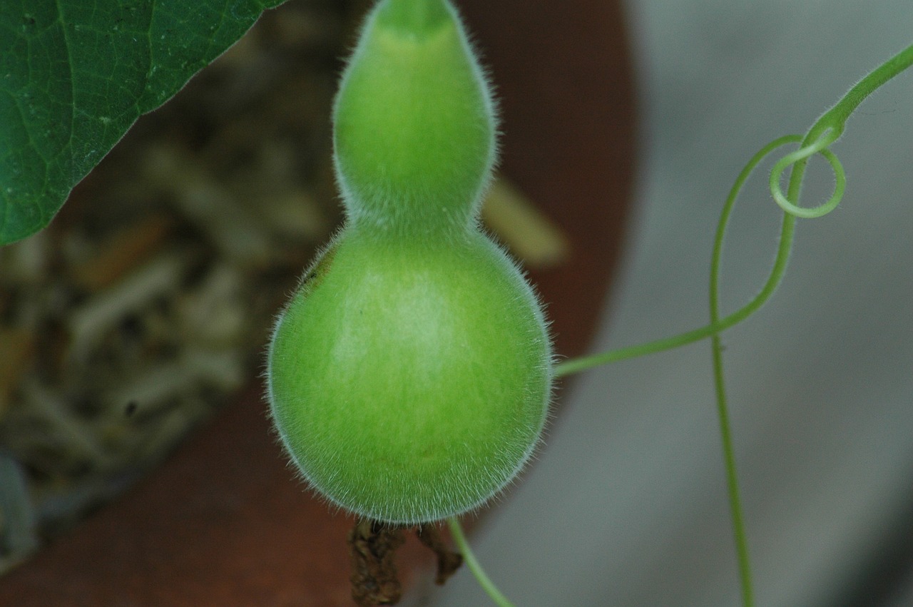 squash gourd  calebasse  green free photo