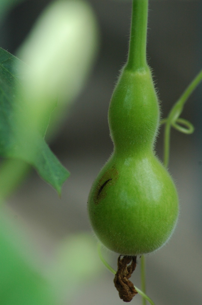 squash gourd  calebasse  green free photo