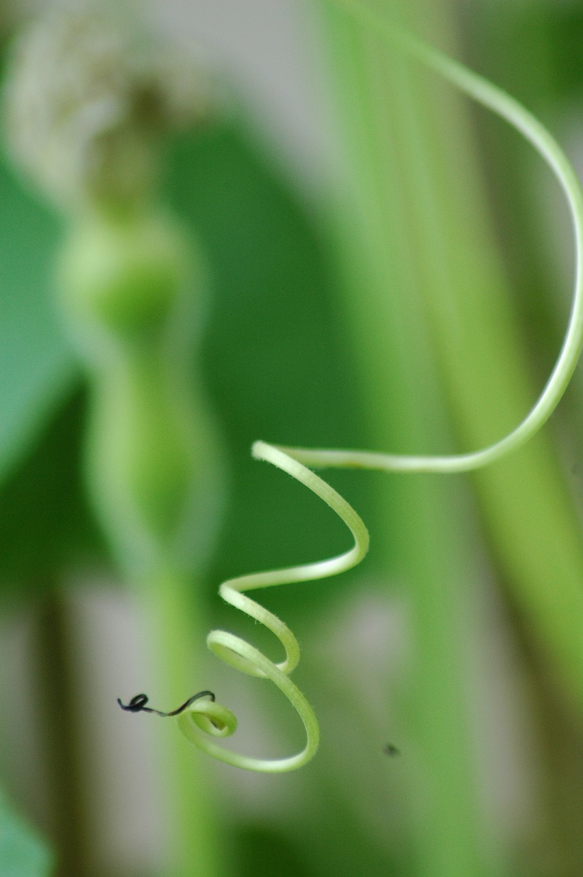 squash gourd  calebasse  green free photo