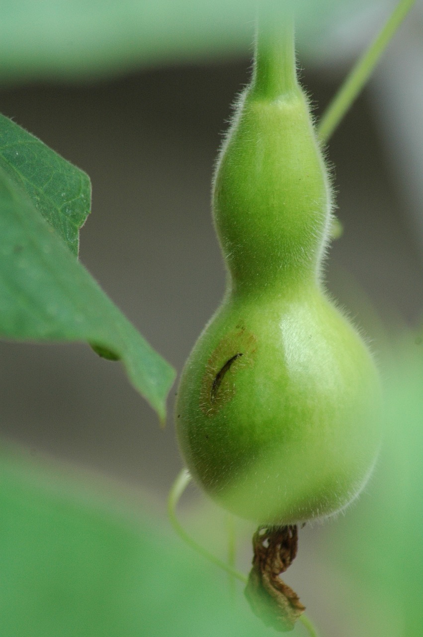 squash gourd  calebasse  green free photo