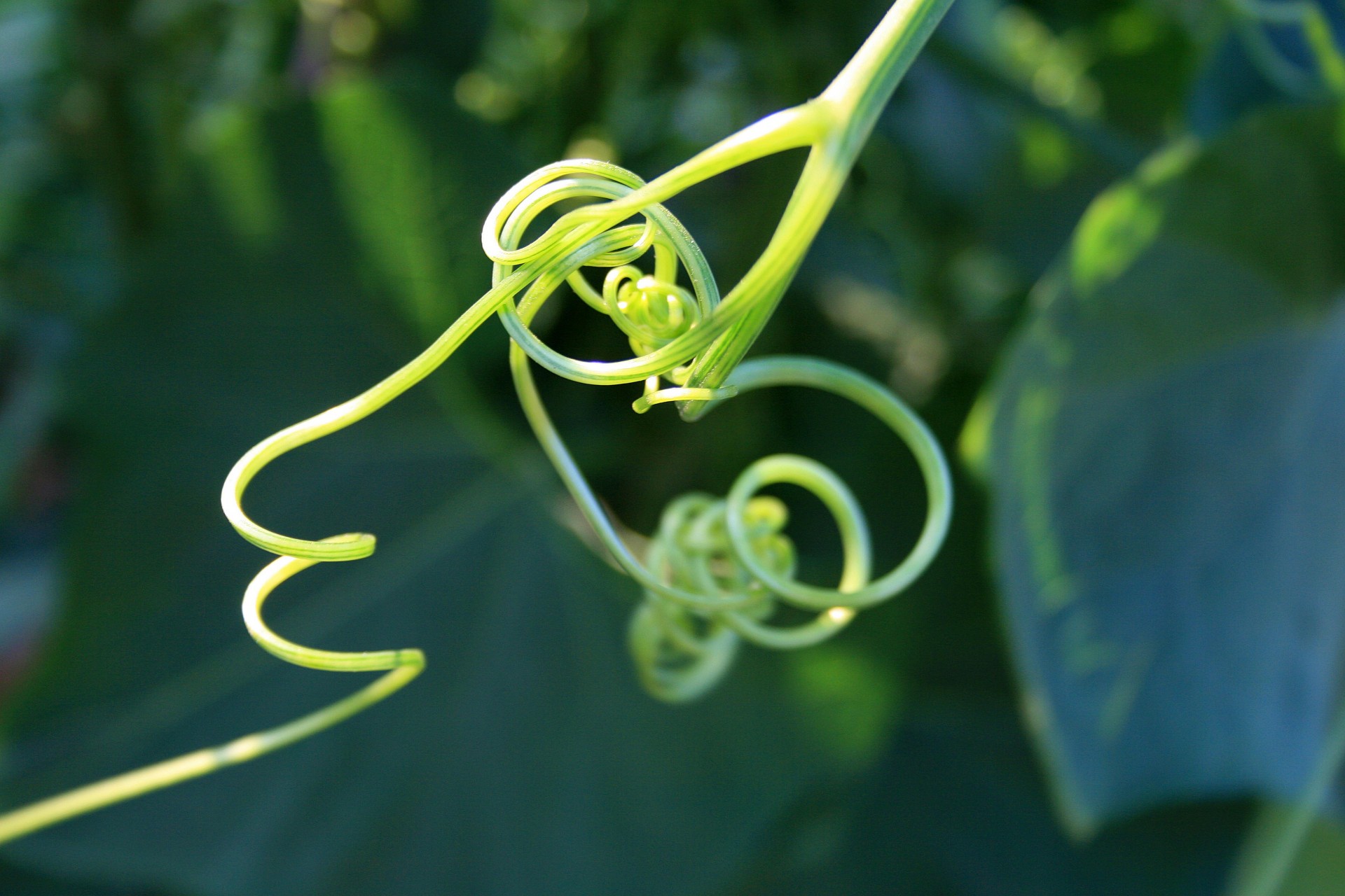 curly curvy tendril free photo