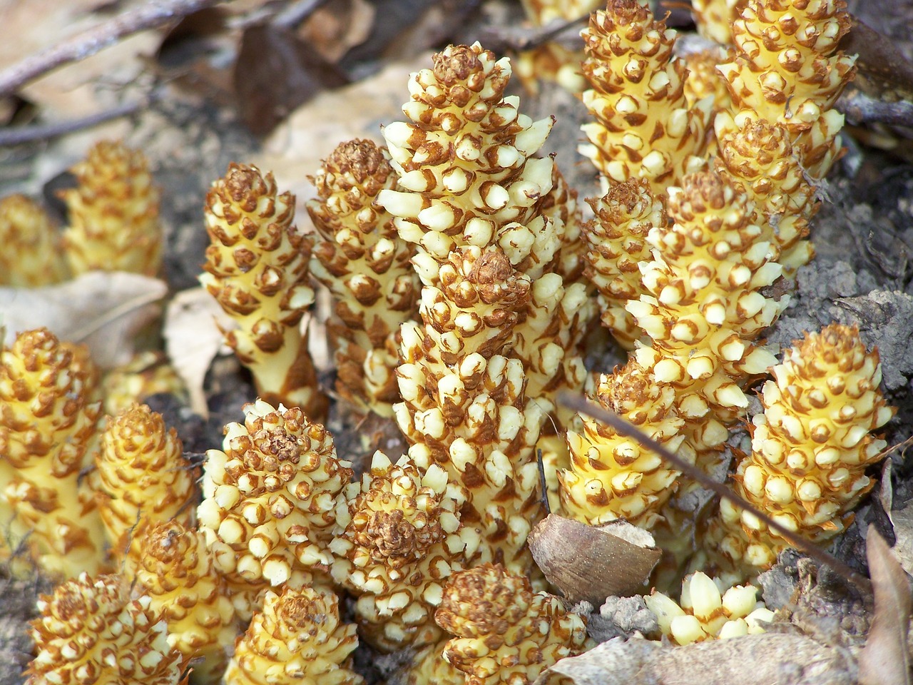 squaw root fungus woods free photo