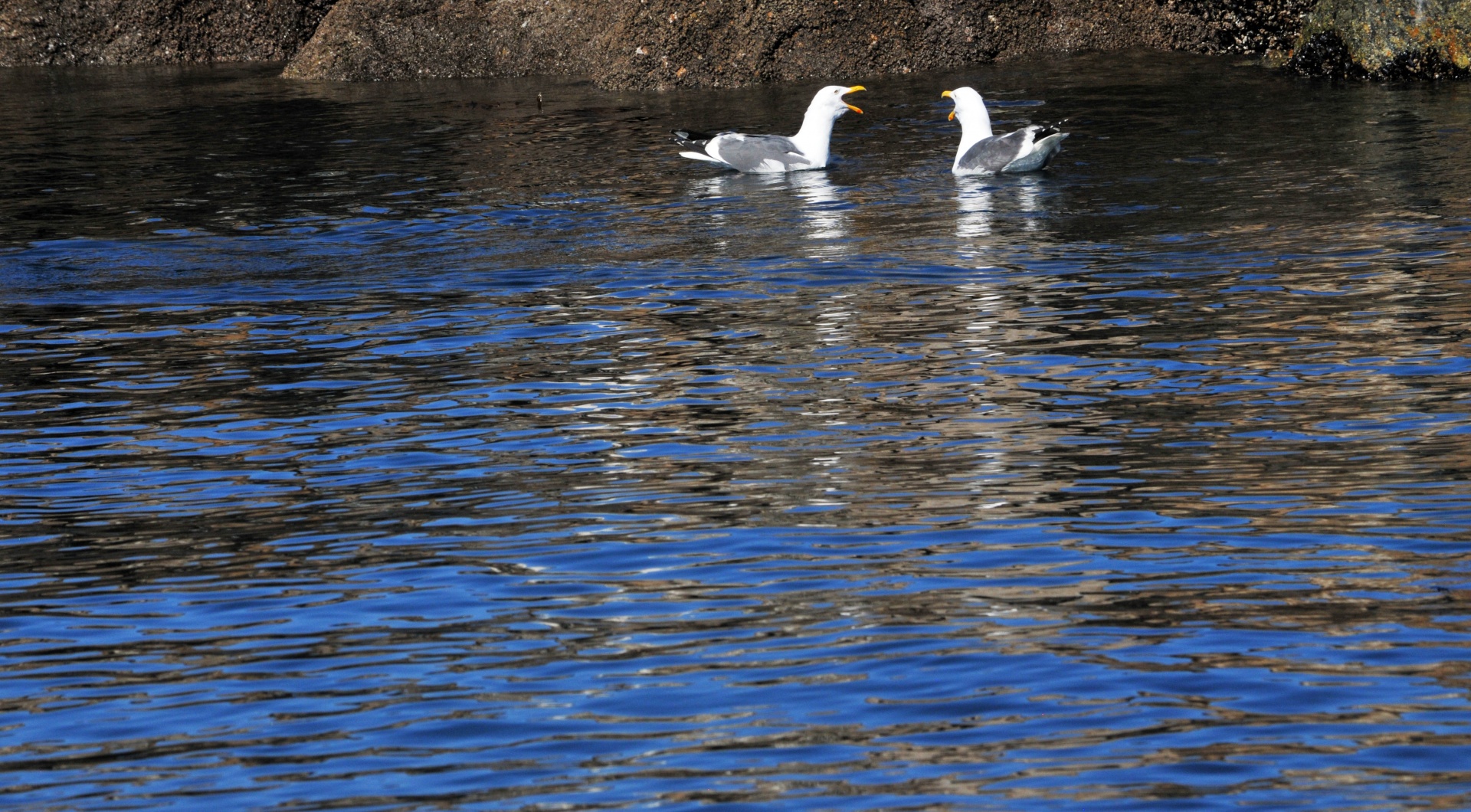 seagull seagulls sea gull free photo