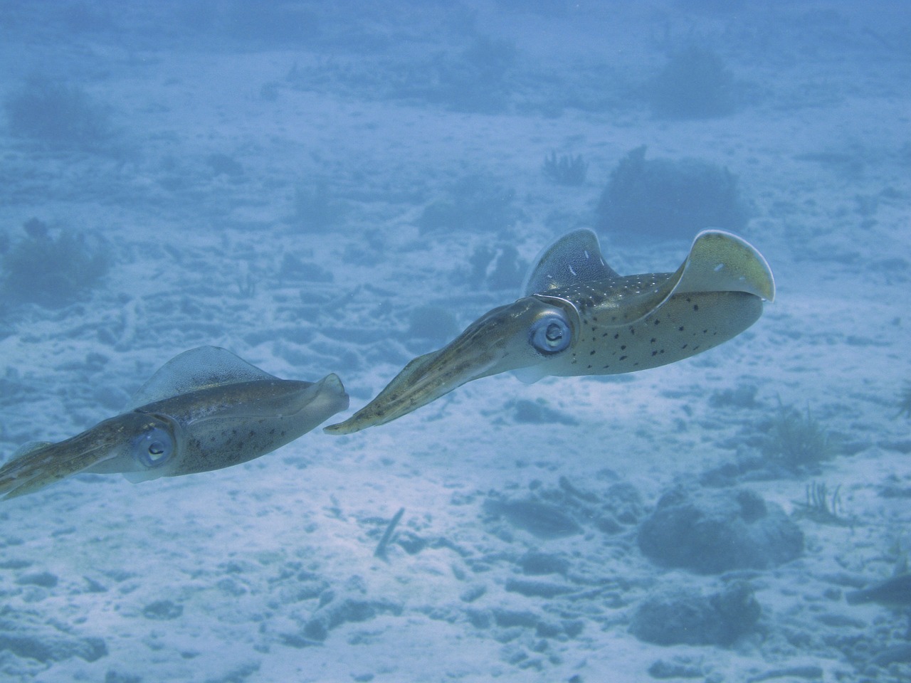 squid underwater marine free photo