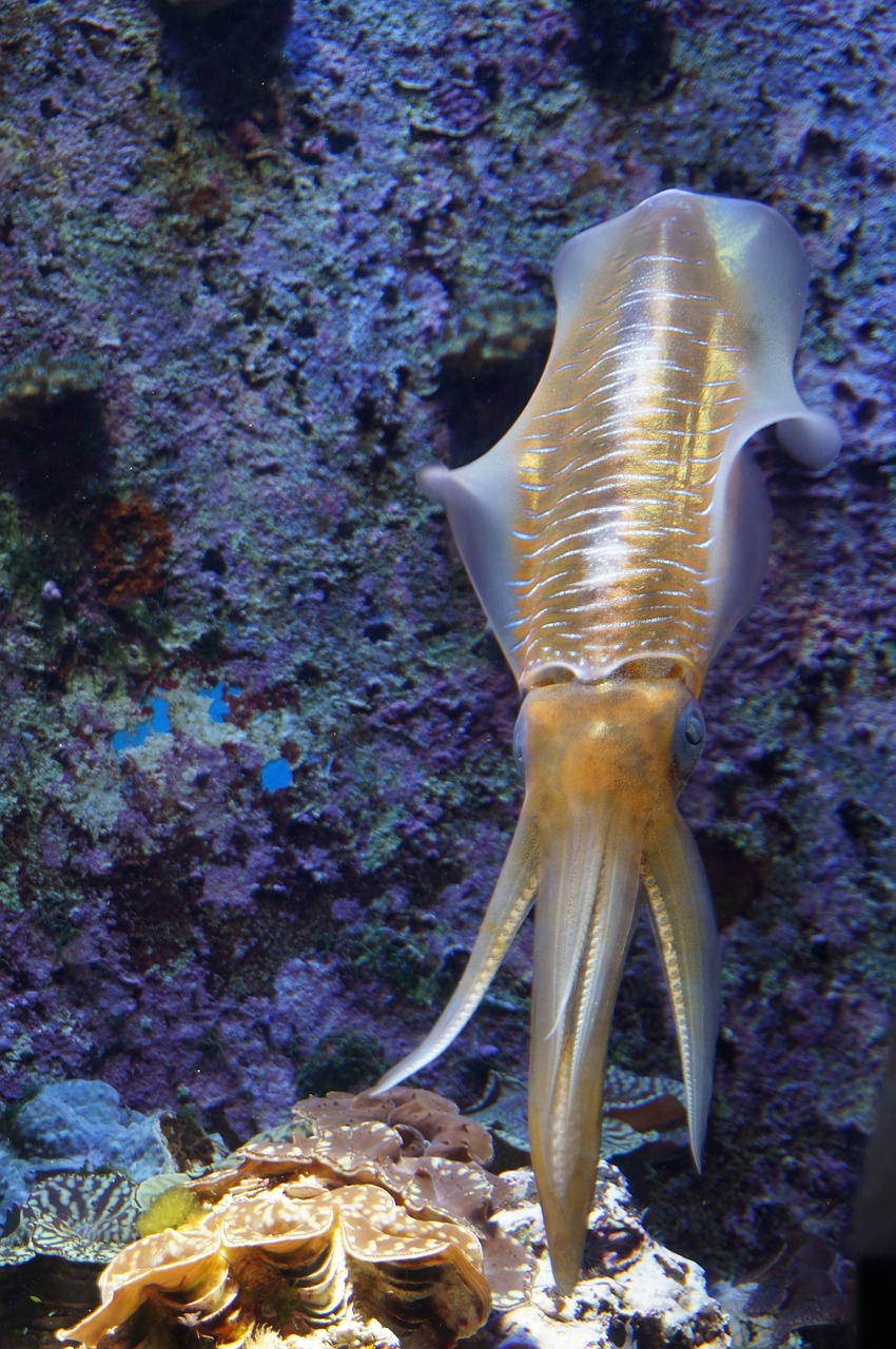 squid creature fish free photo