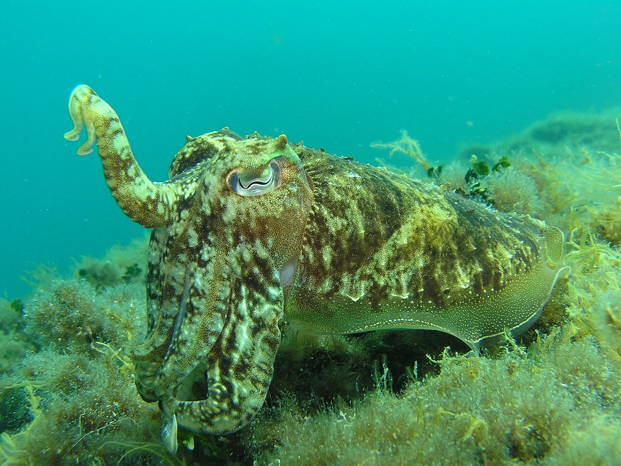 squid octopus underwater free photo