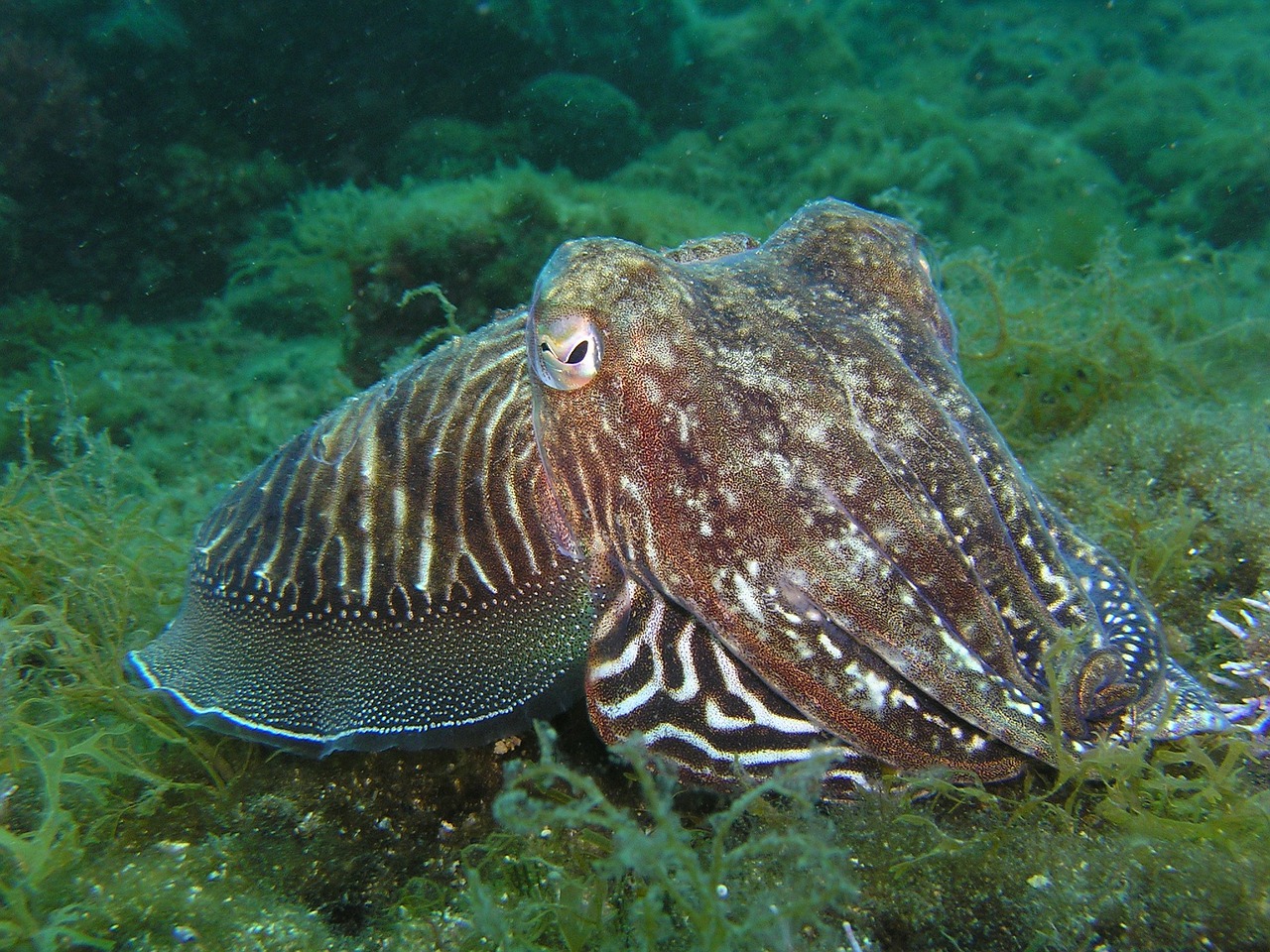 squid octopus underwater free photo