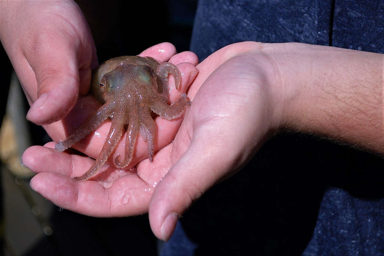 squid  small  hand free photo
