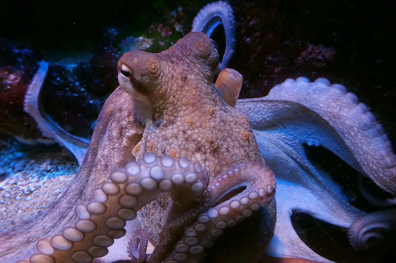squid  octopus  m free photo