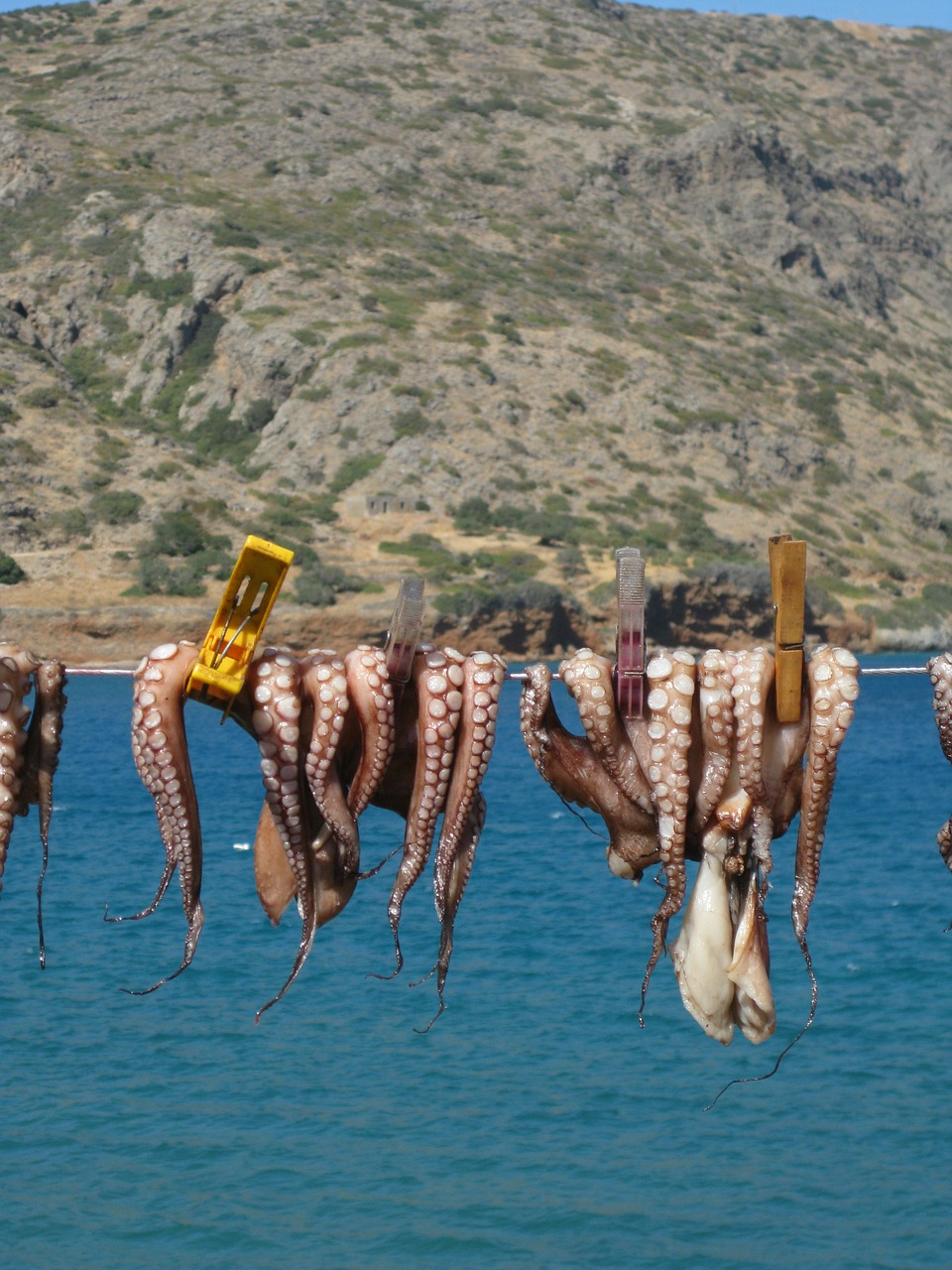 squid octopus crete free photo