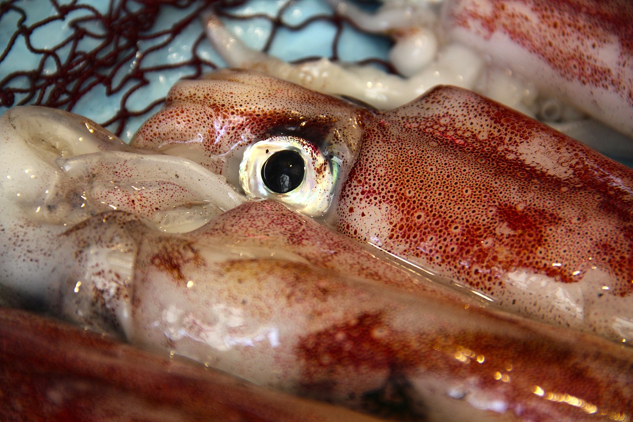squid kalmar fish market free photo