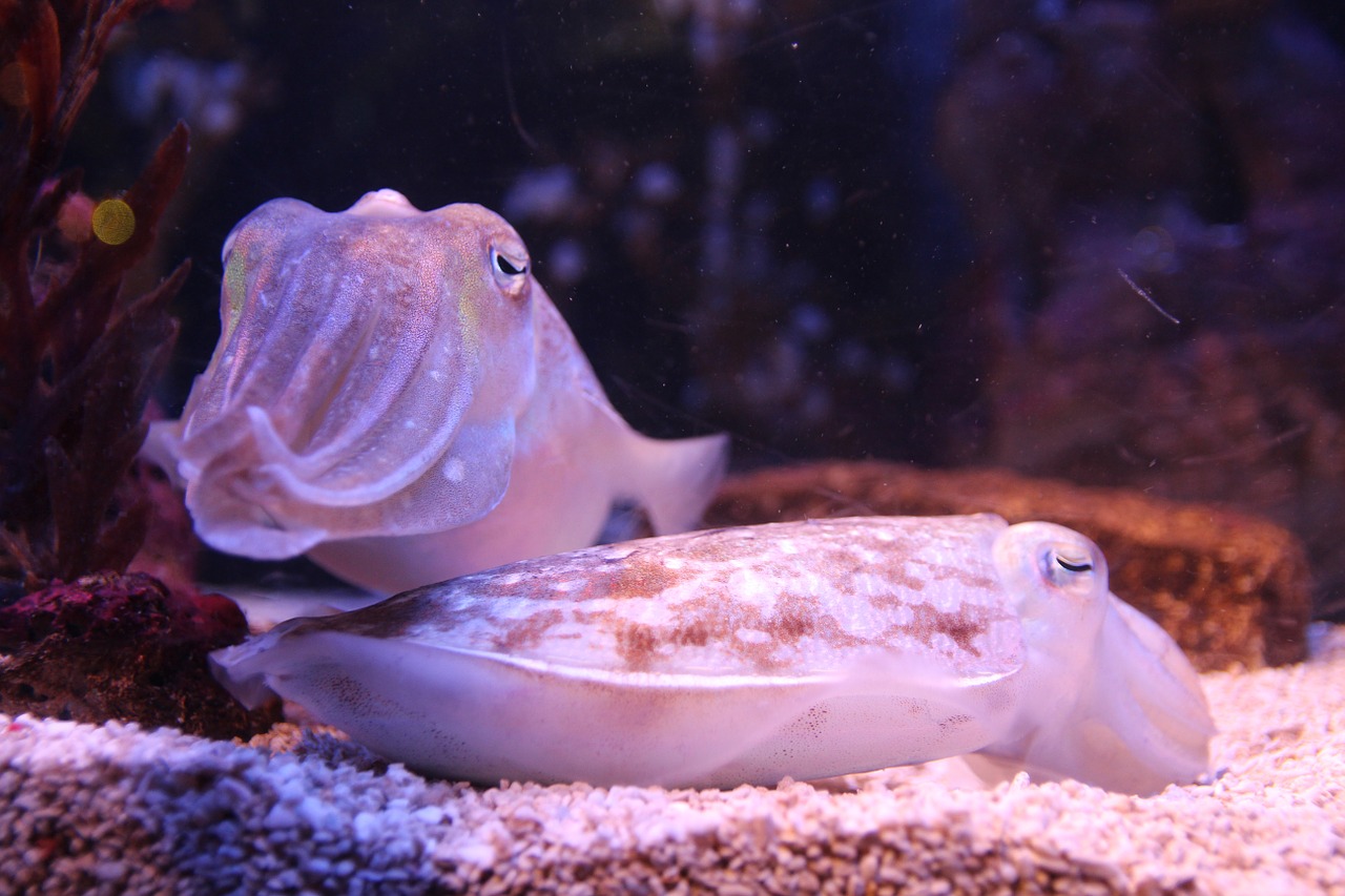 squid fish sea creatures free photo
