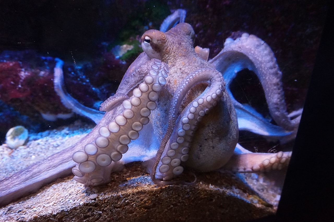 squid aquarium sea animal free photo