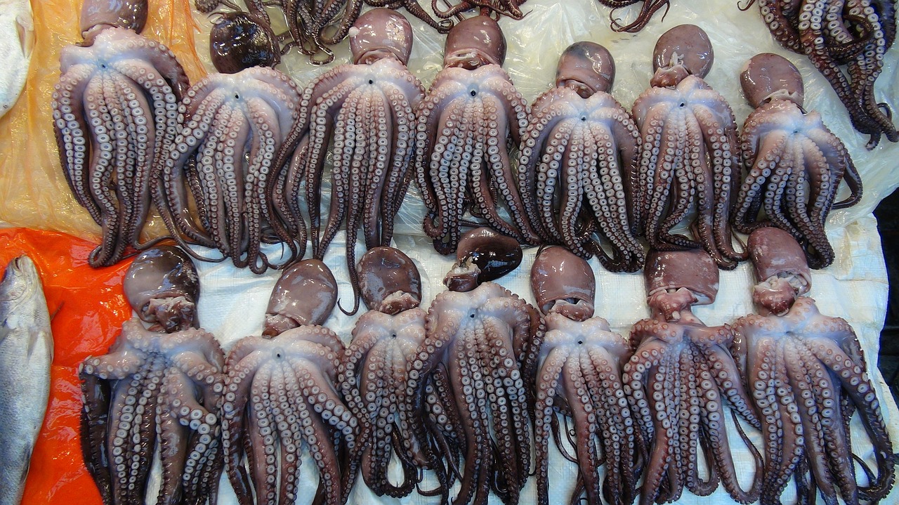 squids fish market south korea free photo