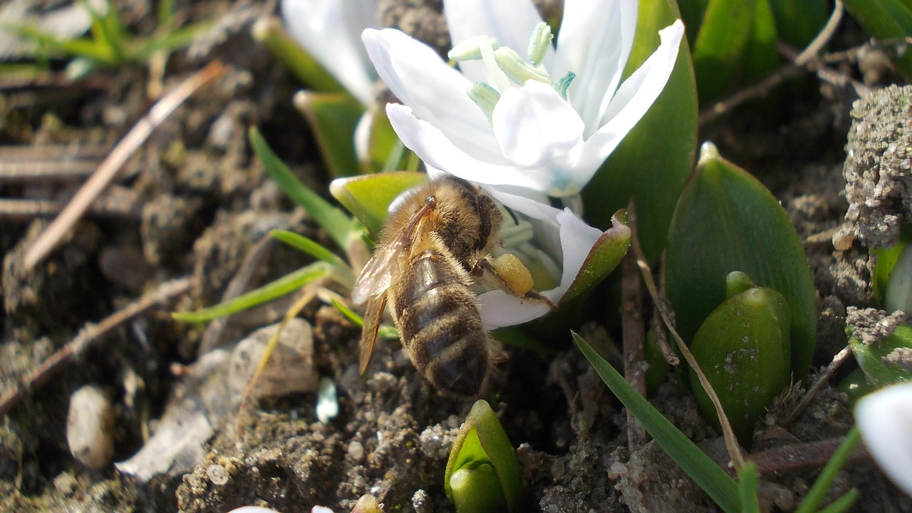 squill white flower bee free photo