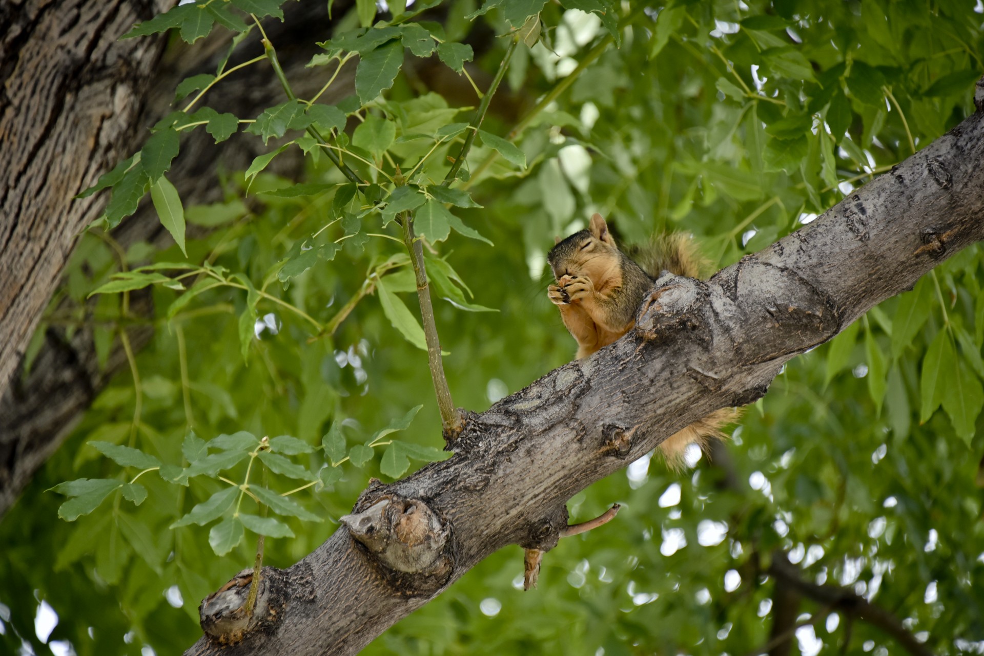 squirrel happy eating free photo