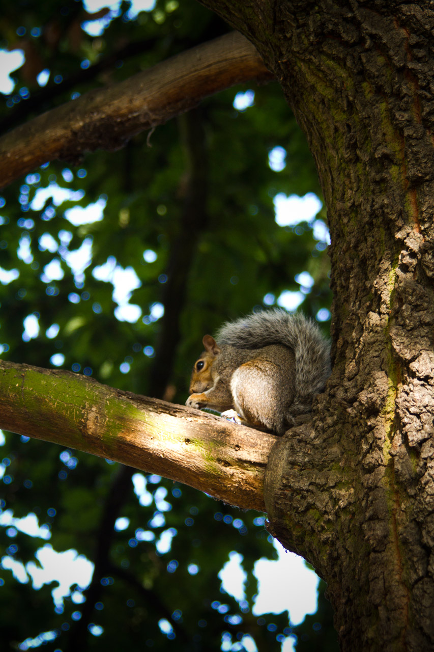 squirrel animal autumn free photo