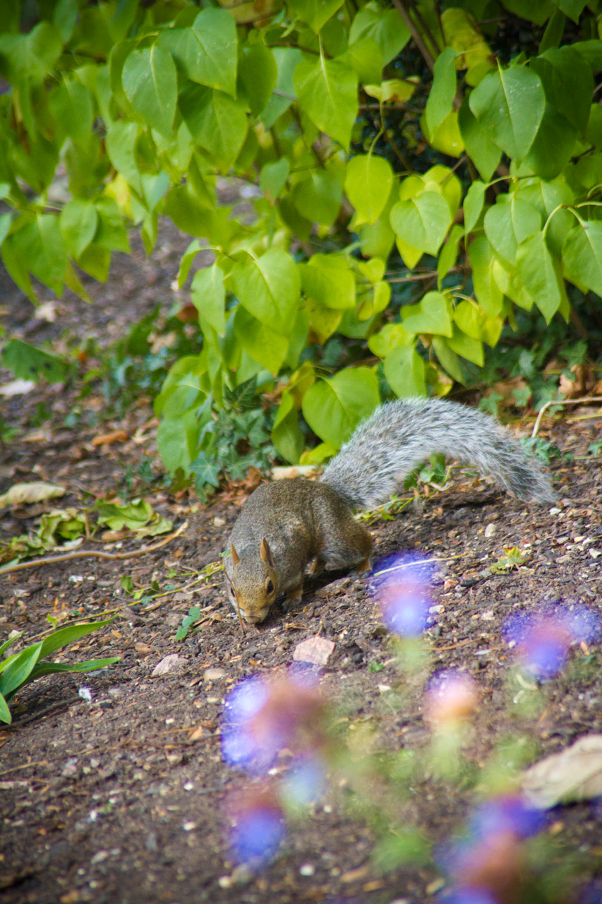 squirrel animal autumn free photo