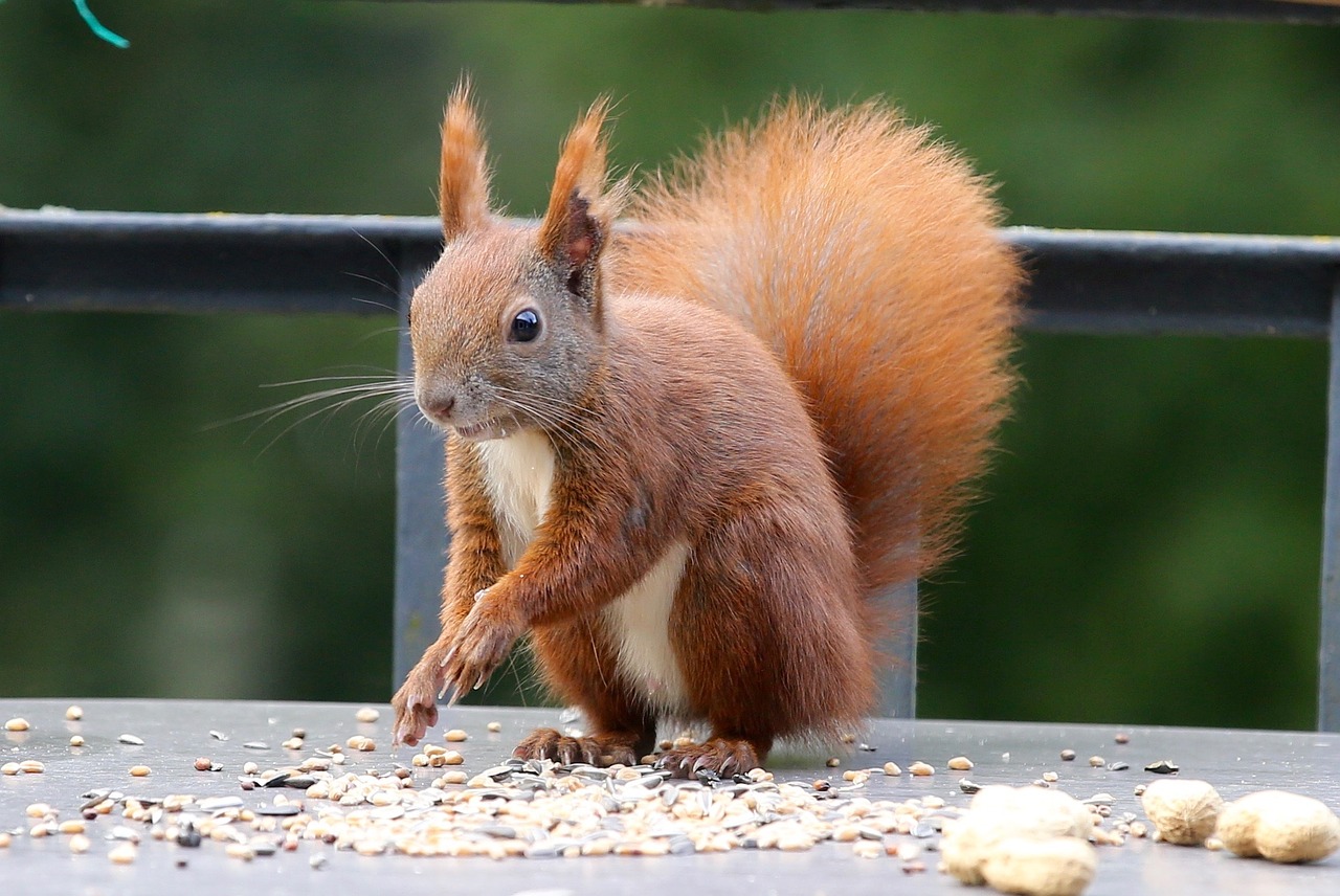 squirrel eichkater animal free photo