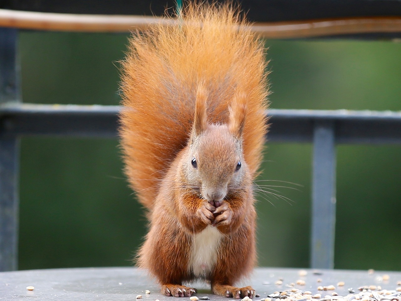 squirrel eichkater animal world free photo