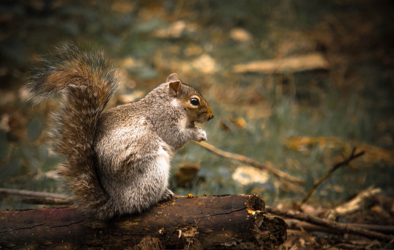 squirrel woods forrest free photo