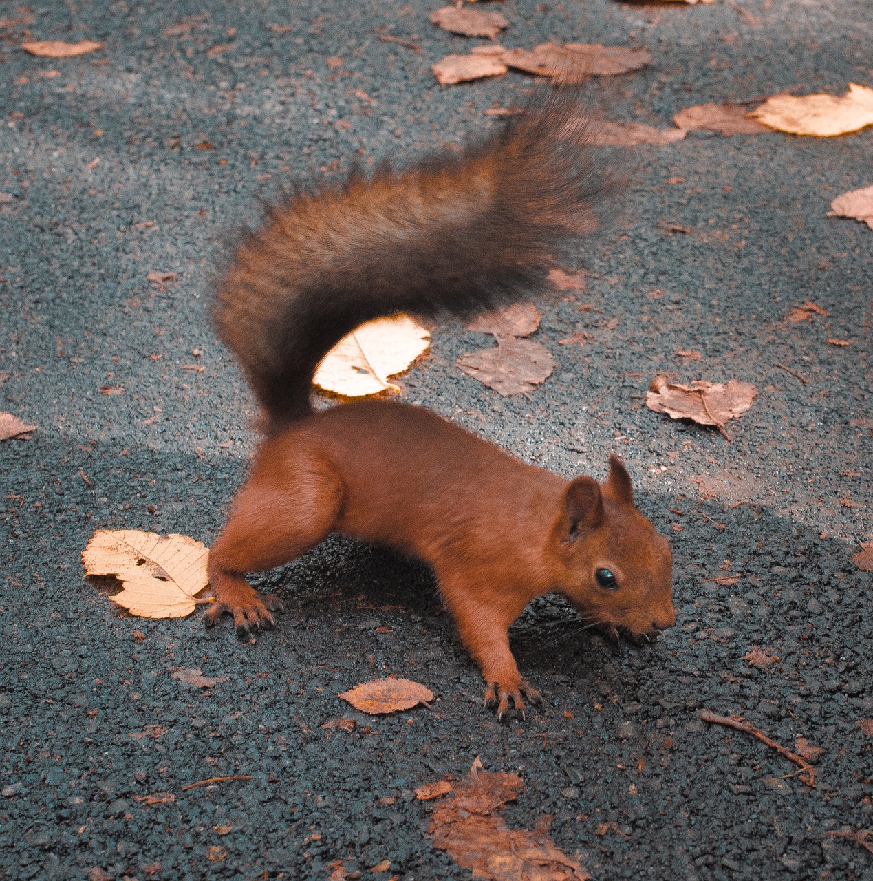 squirrel park living nature free photo