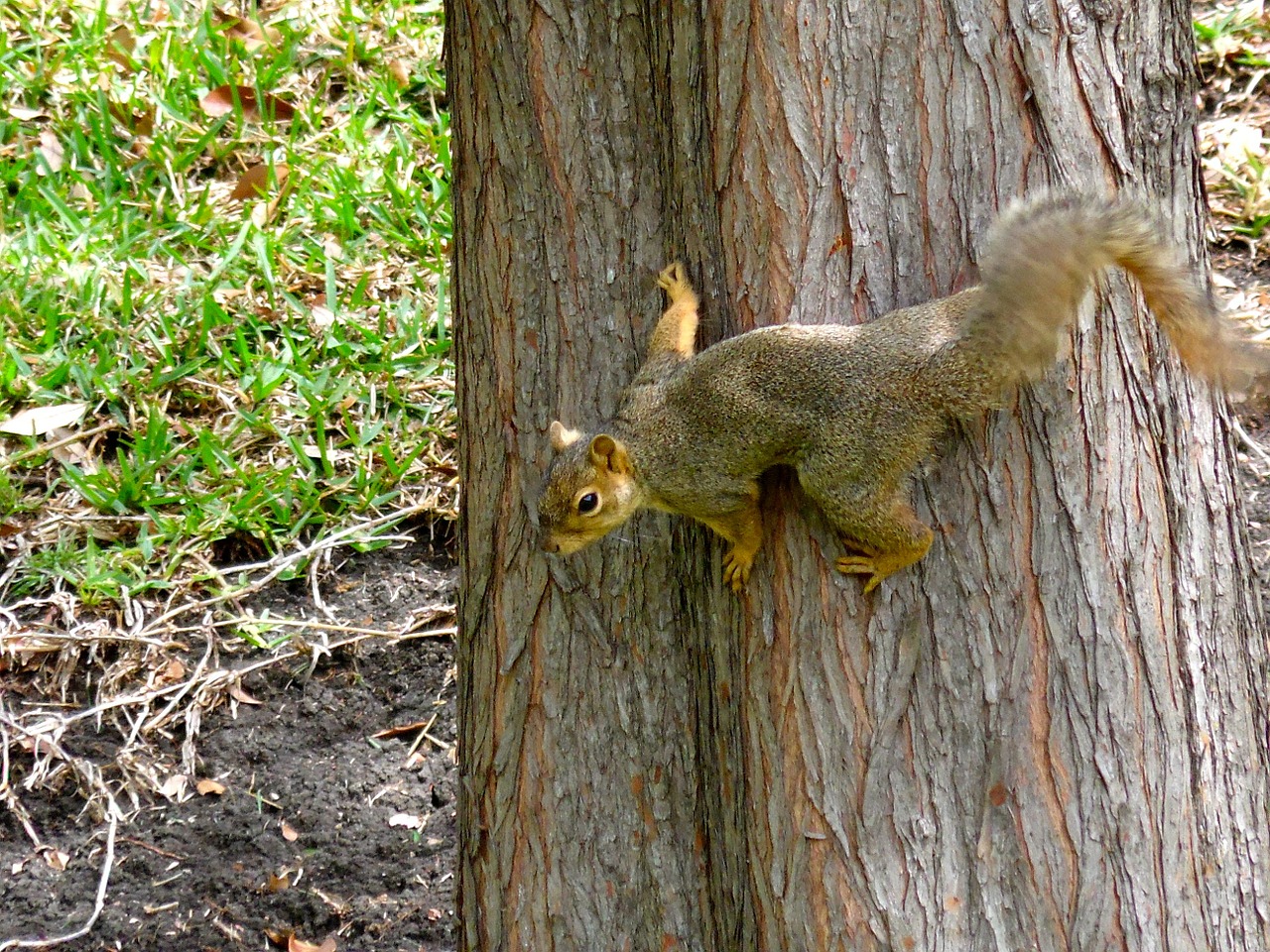 squirrel tree rodent free photo