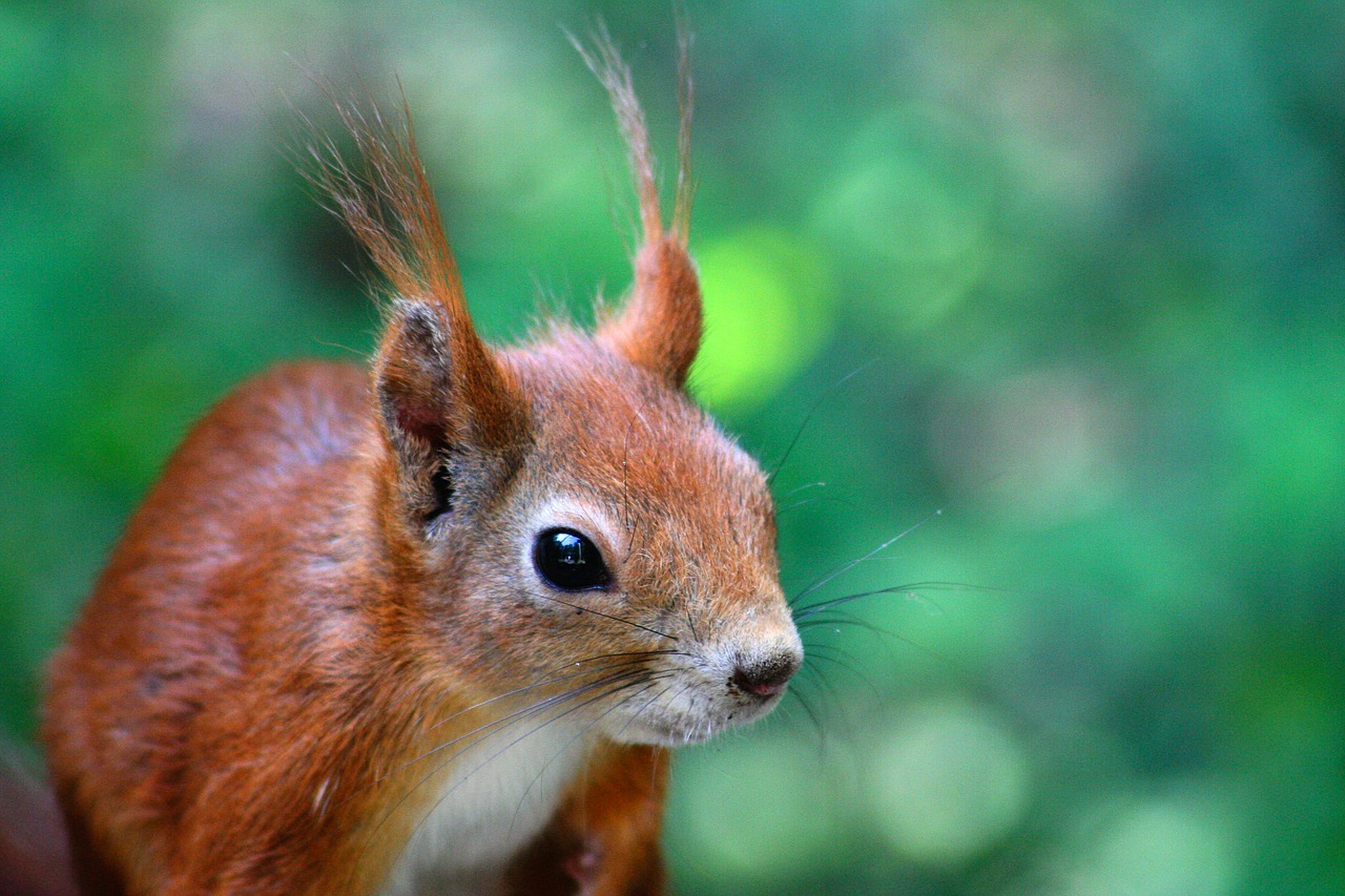 squirrel animals nature free photo