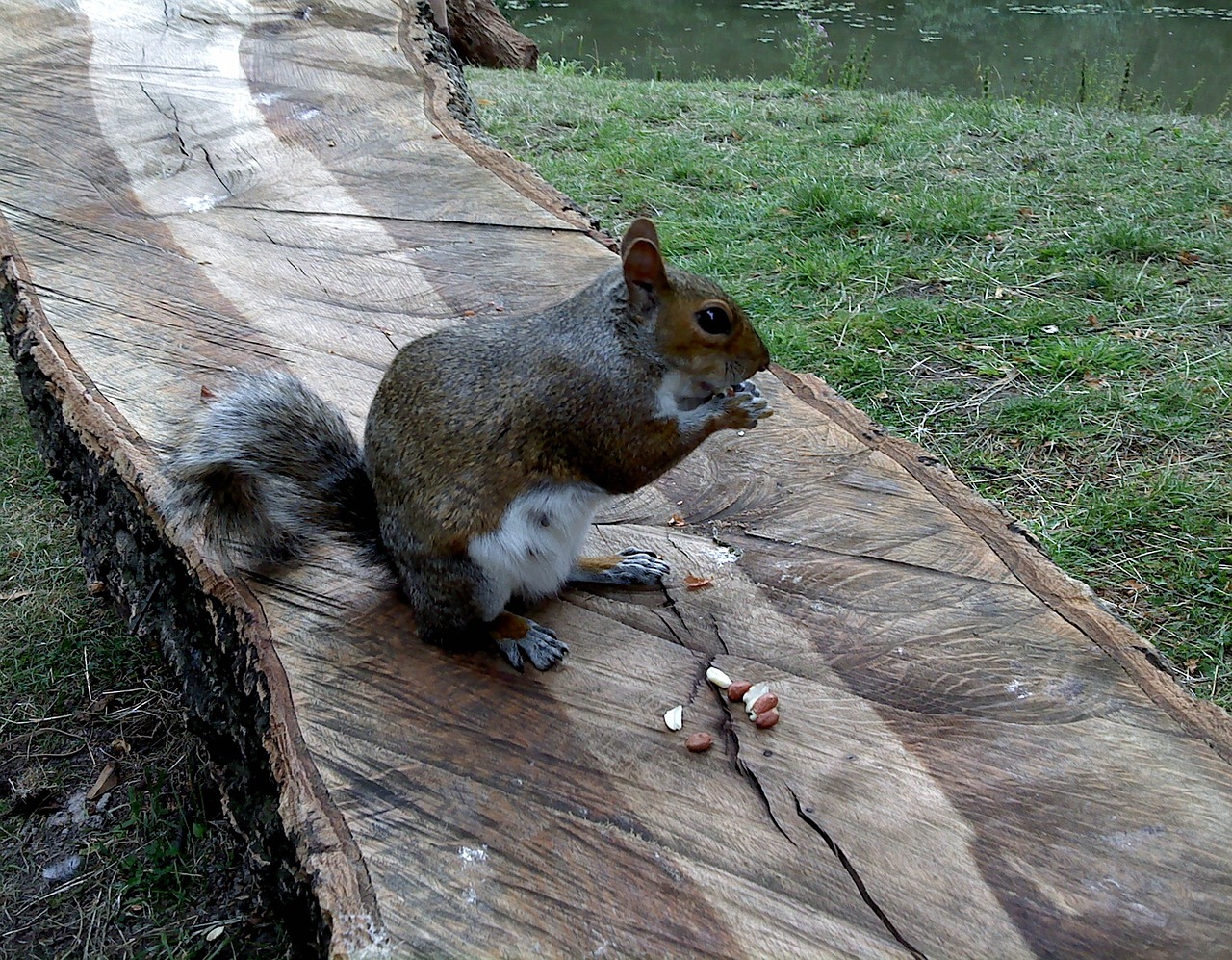 squirrel nature park free photo