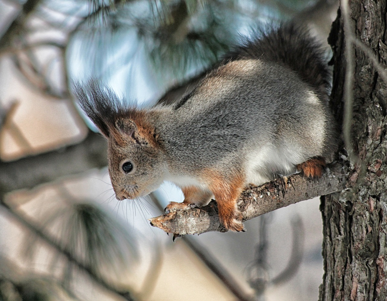 squirrel animal tree free photo