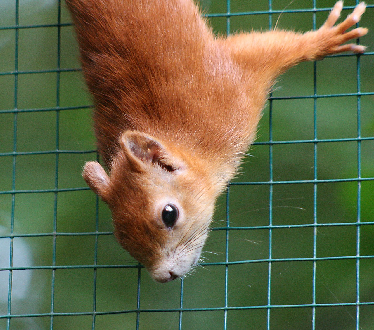 squirrel red bushy free photo