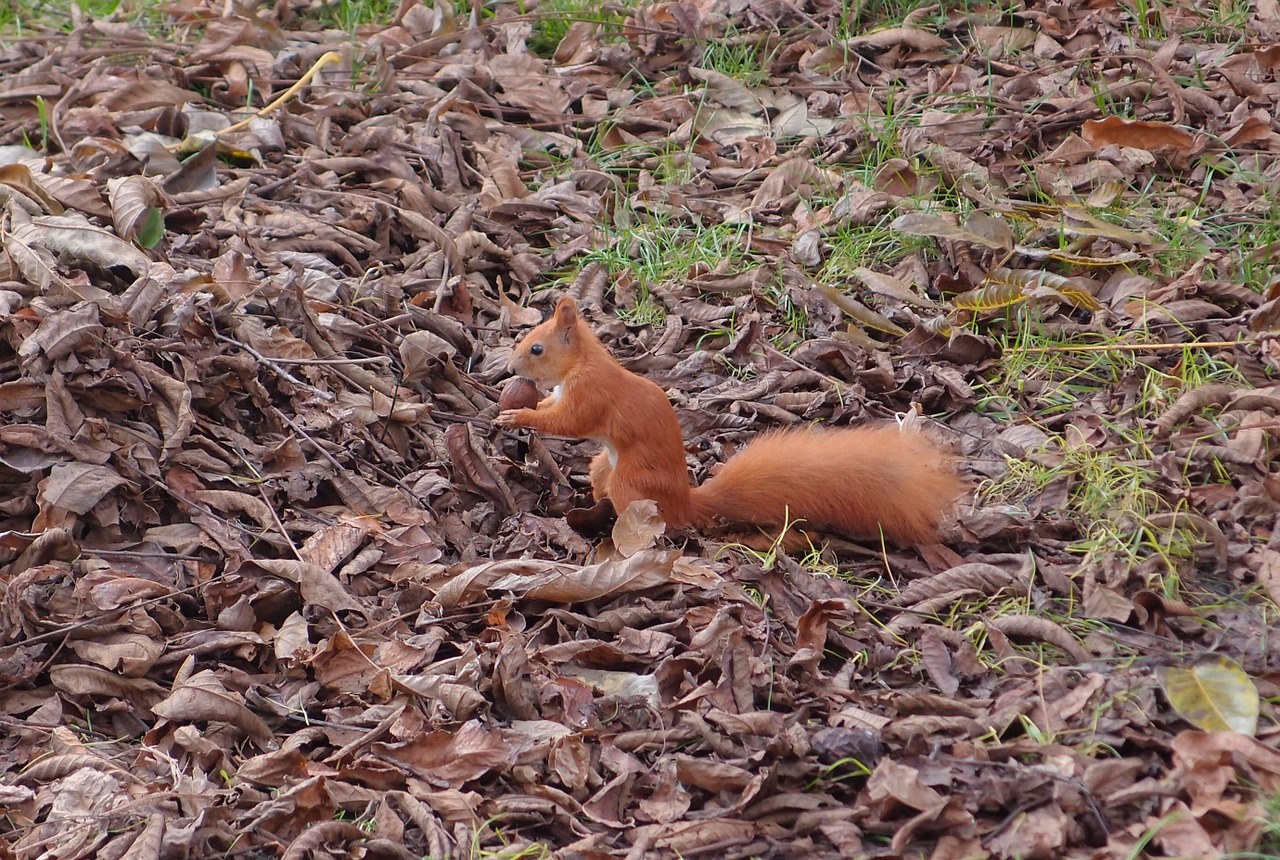 squirrel nature walnut free photo