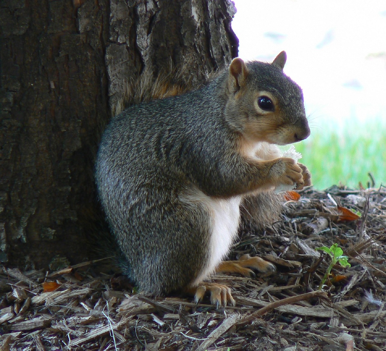 squirrel common squirrel eating free photo