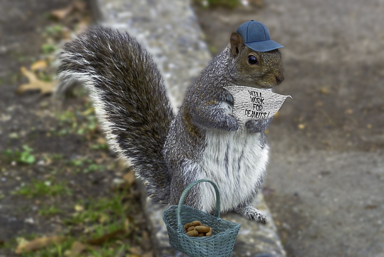 squirrel whimsy composite free photo