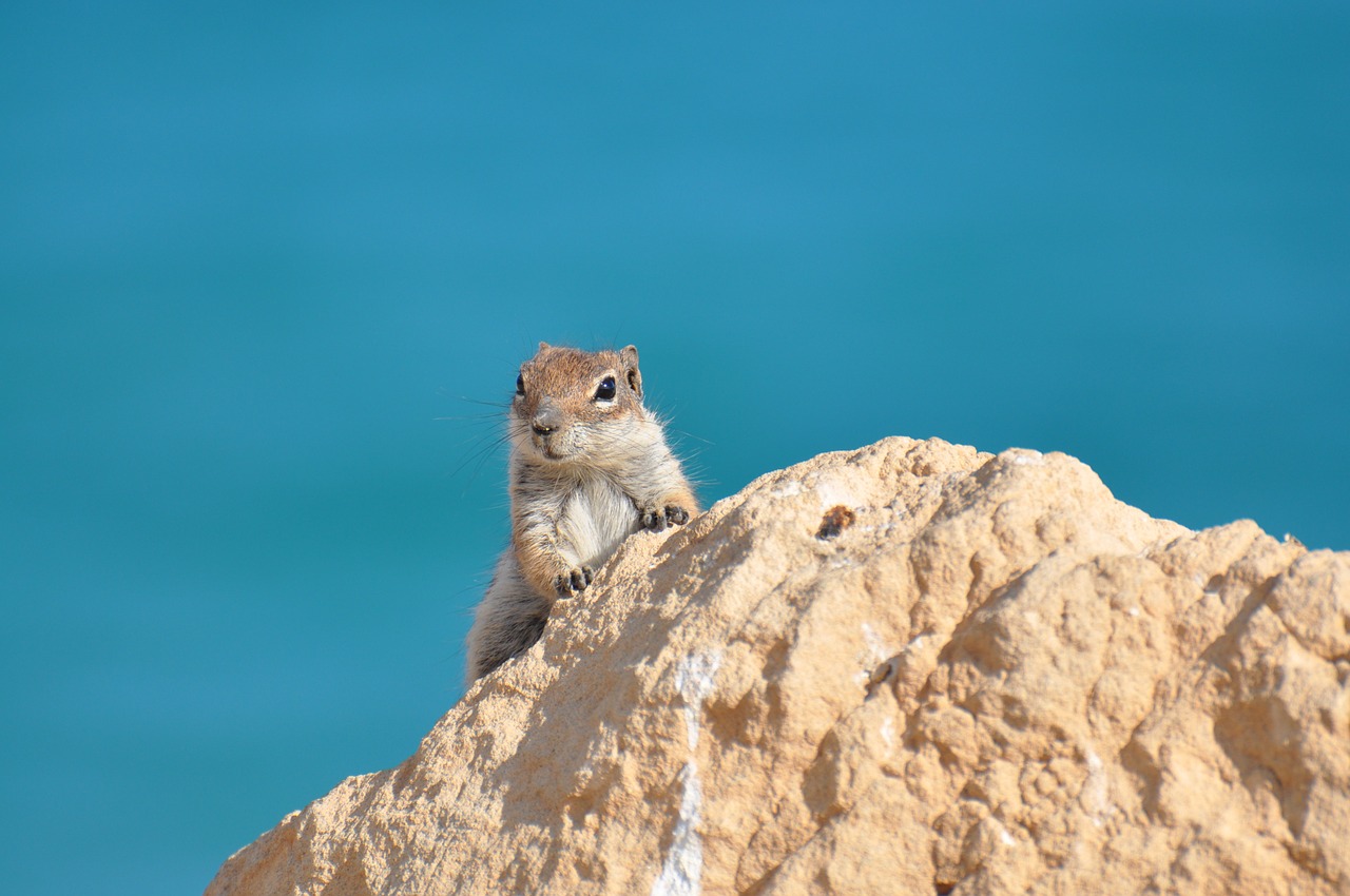 squirrel cliff stone free photo