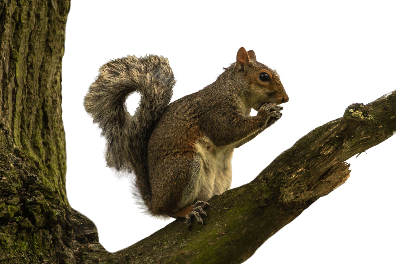 squirrel isolated white free photo