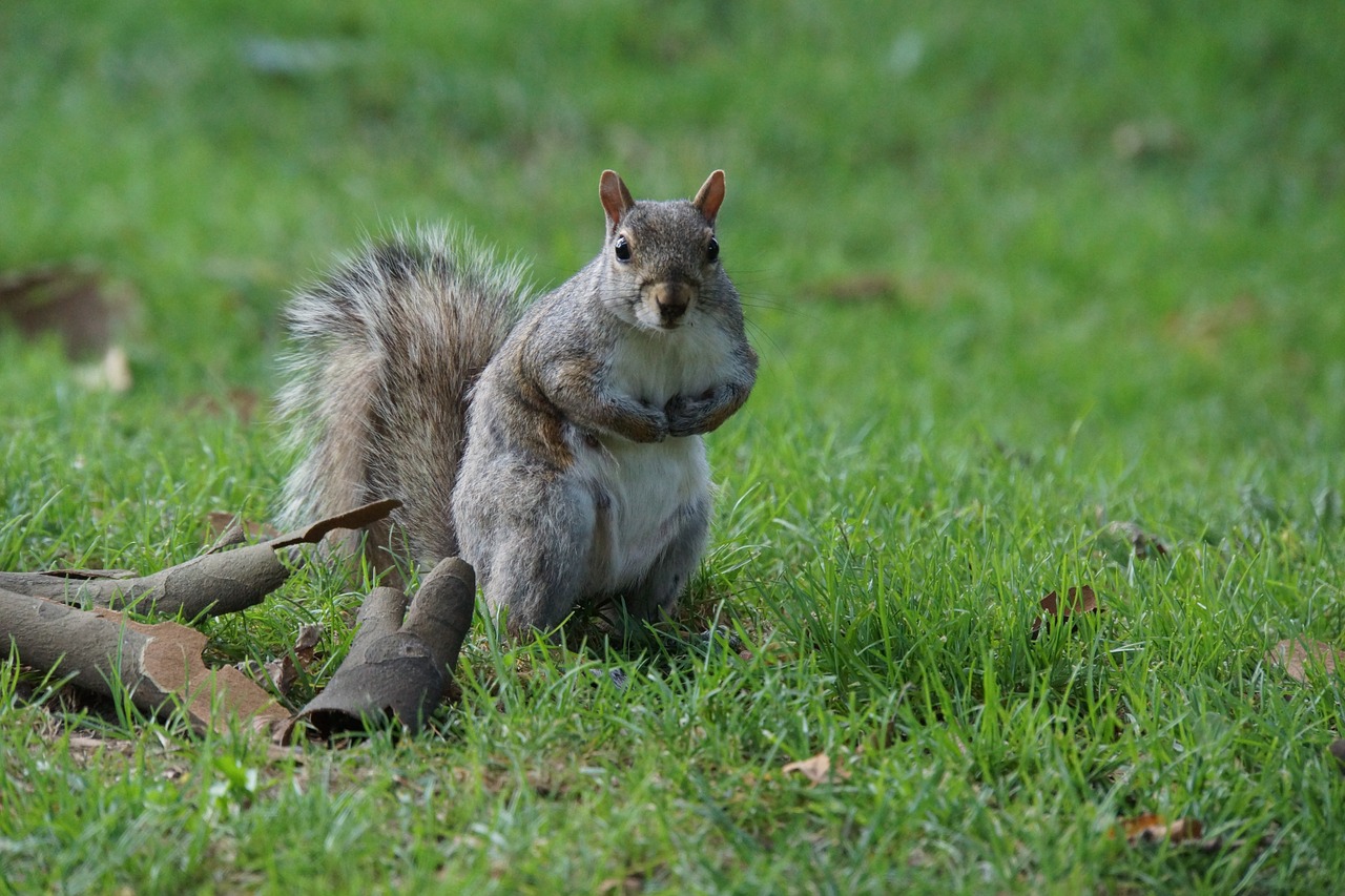 squirrel animals cute free photo