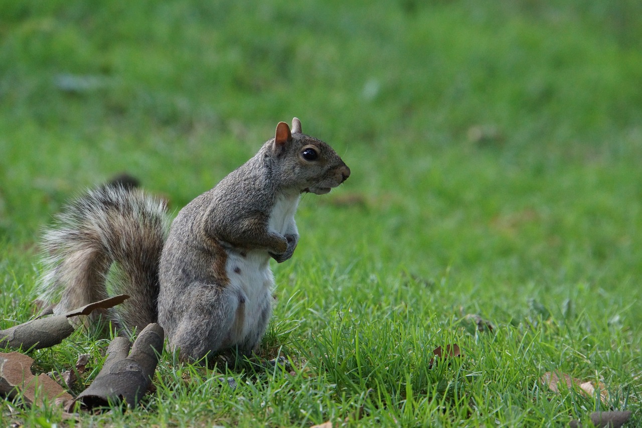 squirrel animals cute free photo