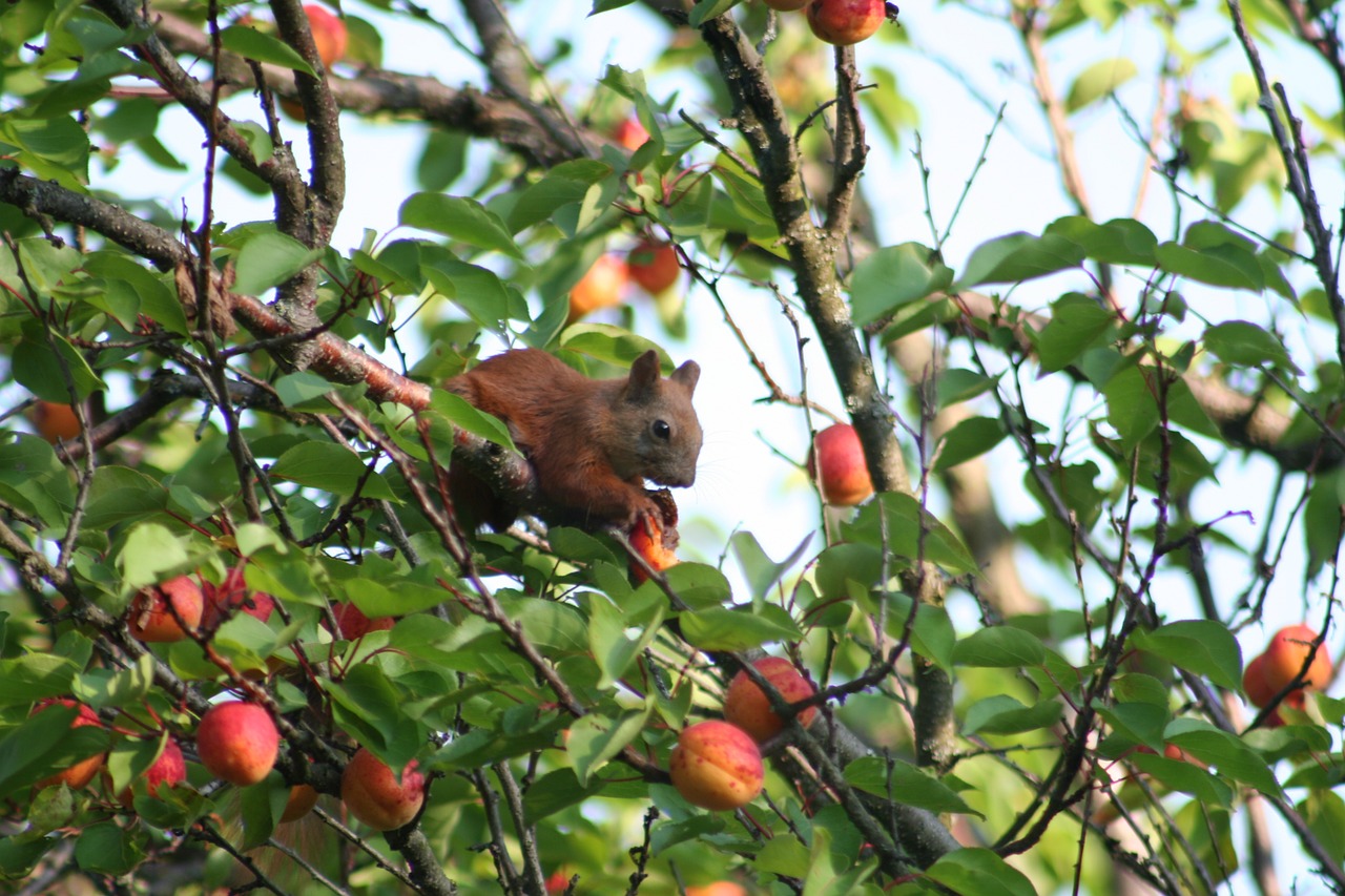 squirrel apricot wood free photo