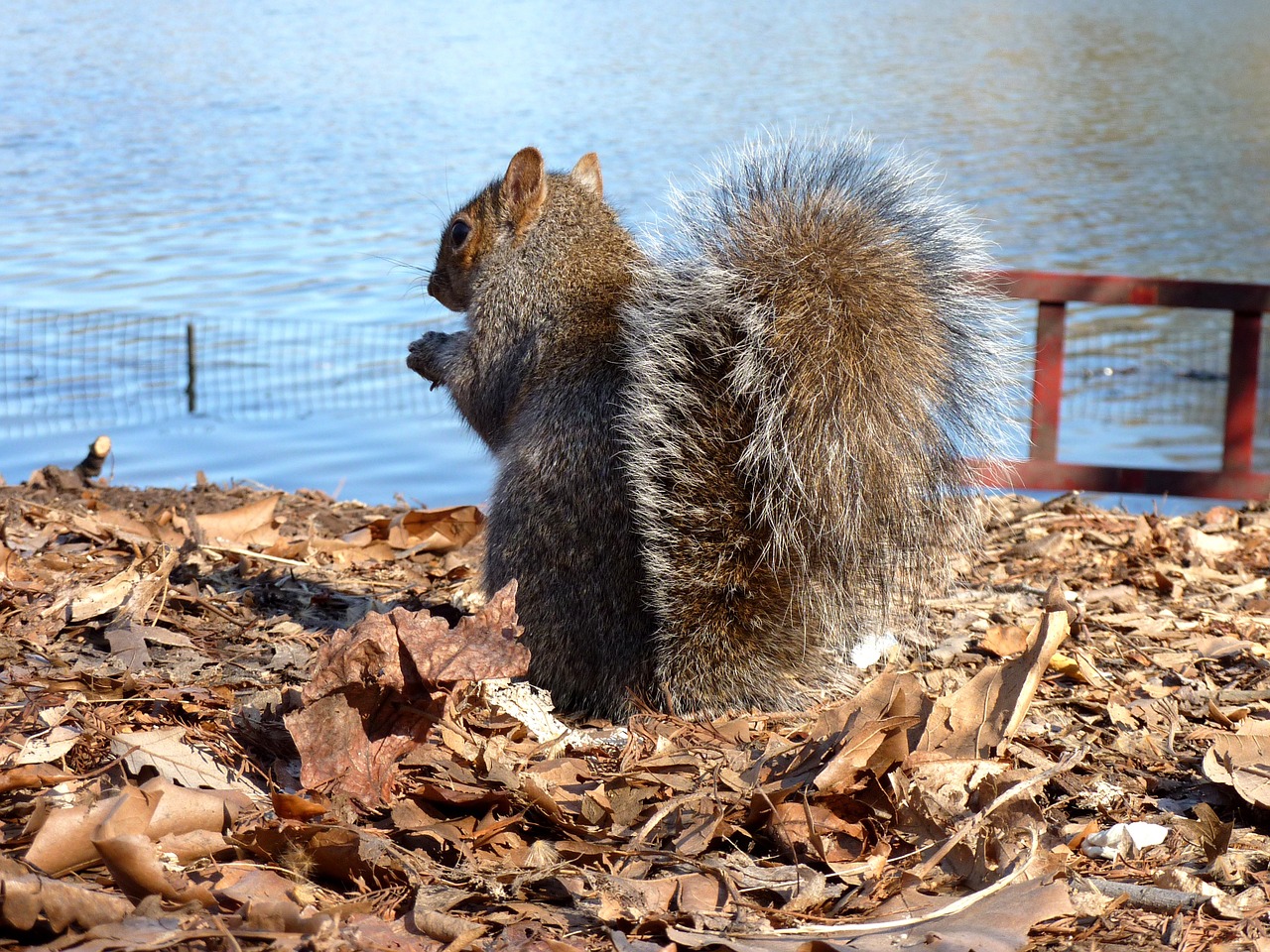 squirrel animal america free photo