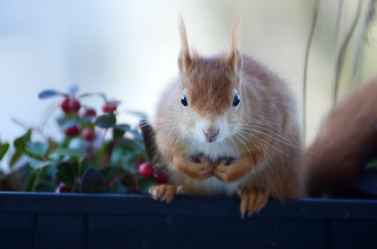 squirrel croissant rodent free photo