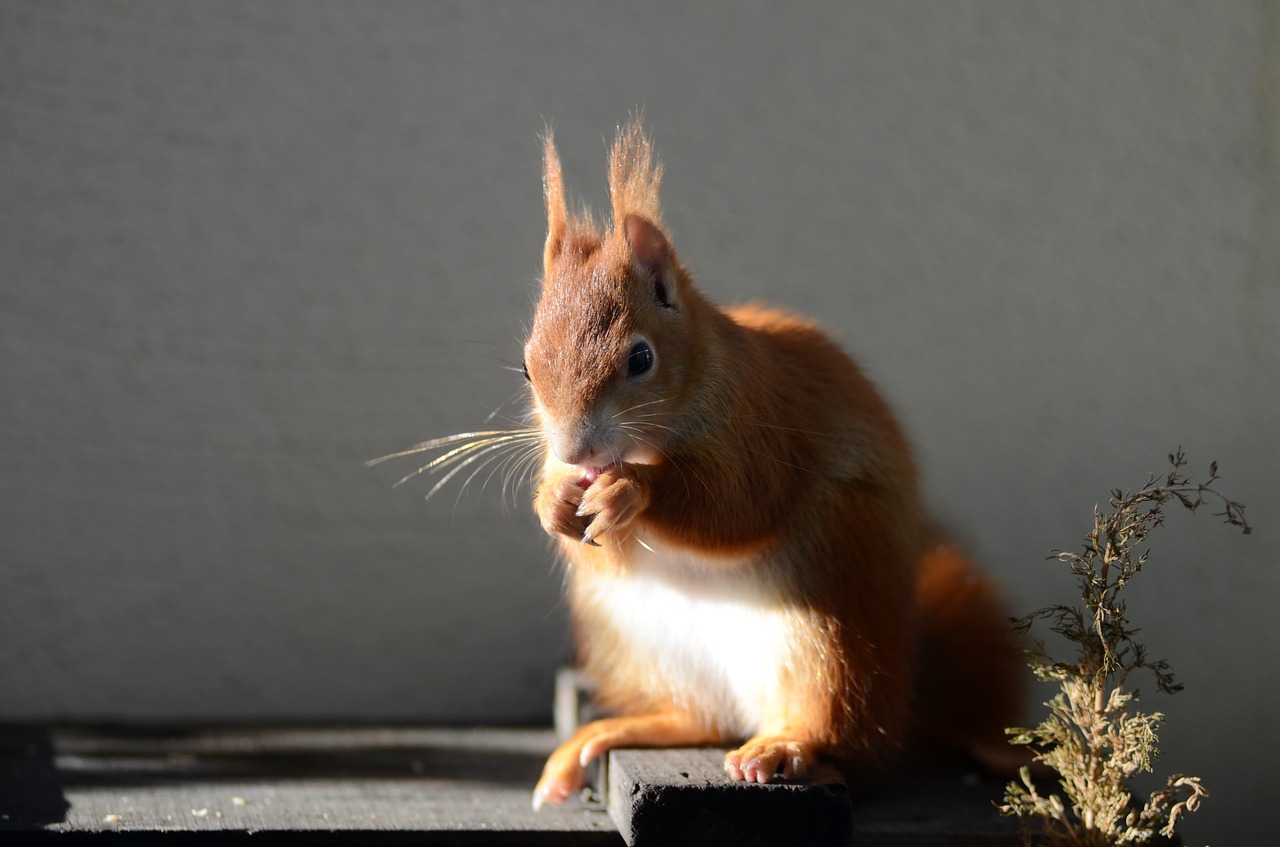 squirrel rodent cute free photo