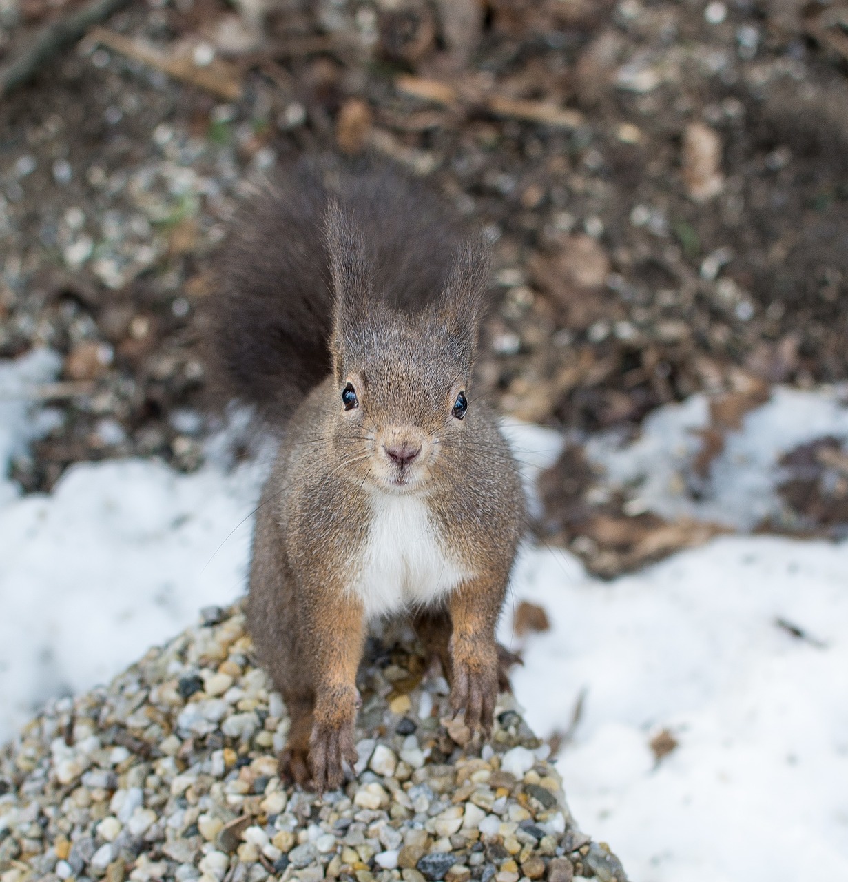 squirrel animals possierlich free photo