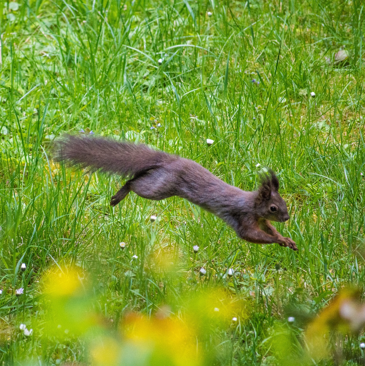 squirrel fur verifiable kitten free photo