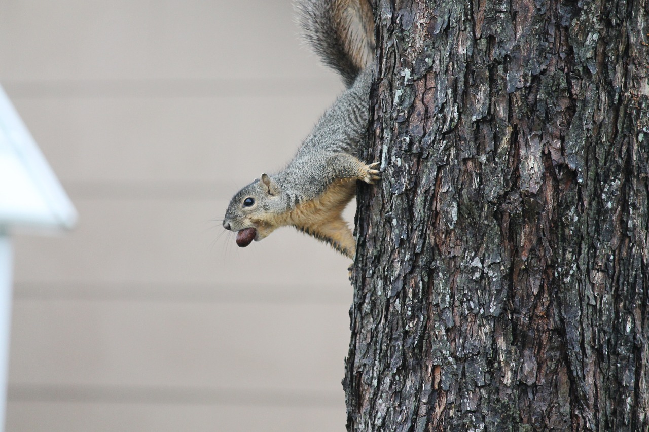 squirrel nut tree free photo